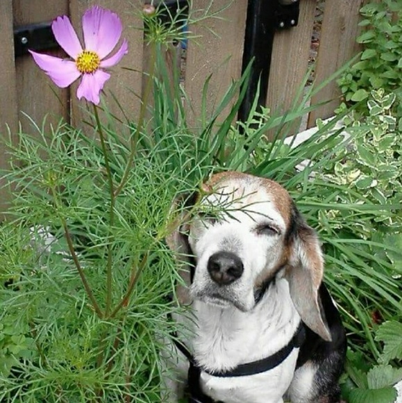 Meet your Posher, Julie Anne - Picture 8 of 8